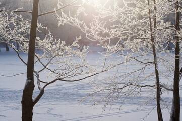 Snow-covered branches in a winter forest, showcasing the serene beauty of nature in the cold season. A perfect winter landscape for holiday or nature-themed projects.