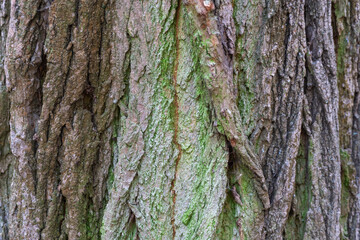Fototapeta premium Pattern of nature tree bark covered green moss close-up. Intricacy textured moisture effect in forest. Rough surface of brown trunk and lichen. Weathered and rugged bark background of tree trunk.