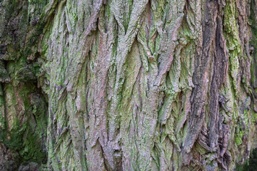 Pattern of nature tree bark covered green moss close-up. Intricacy textured moisture effect in forest. Rough surface of brown trunk and lichen. Weathered and rugged bark background of tree trunk.