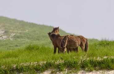 Scenic view of wild horses