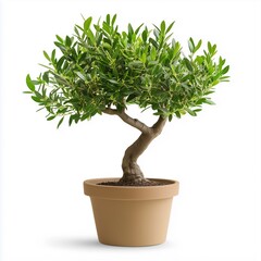A small bonsai tree with twisted trunk and lush green leaves in a simple beige pot, showcasing a natural, elegant design.