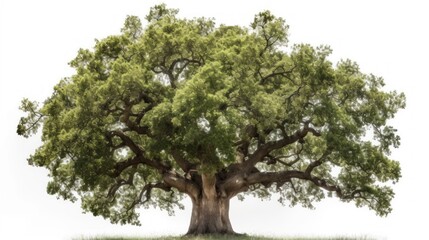 Majestic Ancient Oak Tree on White Background
