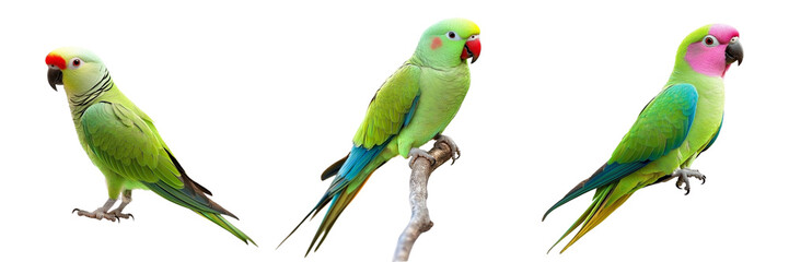 Set of blossom headed parakeet parrot from satchori forest isolated on a transparent background