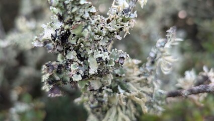 Close-up of a branch covered with greenish-gray lichen, highlighting intricate textures and natural patterns. The blurred background emphasizes the detailed focus on the lichen