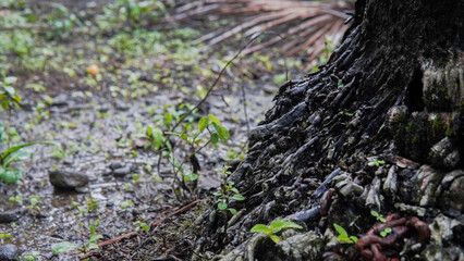 A close-up shot reveals a textured mass of dark, intertwined tree roots, damp and possibly after a rain