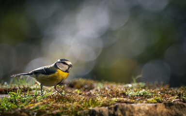 Bird (blue tit) resting on the ground with a blurred bokeh background. Close-up detail photo