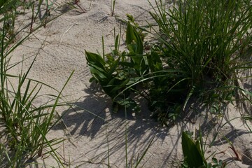 Scenic view of iceberg in Greenland