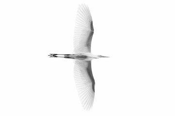 egret