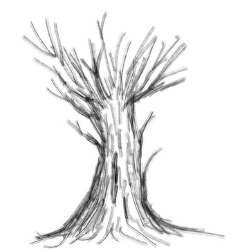 tree isolated
