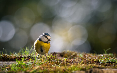 Bird (blue tit) resting on the ground with a blurred bokeh background. Close-up detail photo