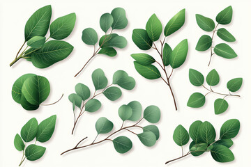 Obraz premium Various green leaves arranged beautifully, showcasing diverse shapes and textures. This collection highlights beauty of nature and can be used for various design projects