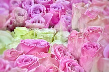 Bright and colorful roses in shades of pink, white and light green. The flowers look fresh and tightly packed. Used for Valentine's Day, weddings.