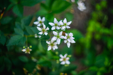 Blooming blackberry plant in the garden. Selective focus.