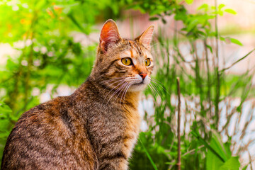 A stunning tabby cat with vibrant yellow eyes, sitting gracefully among lush green plants. Capturing the serene and curious nature of this beautiful feline in its natural habitat.