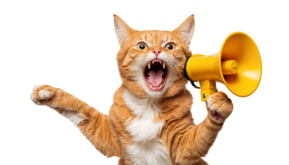 Announcing the Cat's Meow: A ginger cat uses a yellow megaphone, making an announcement with a hilarious expression.