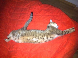 Chat