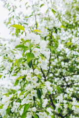 Blooming apple tree in the garden. Selective focus.