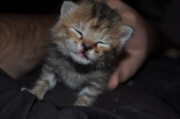 chaton