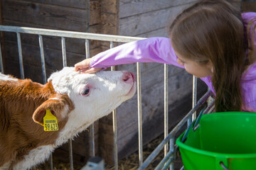 Cute little girl feeding a calf on a farm. Focus on girl