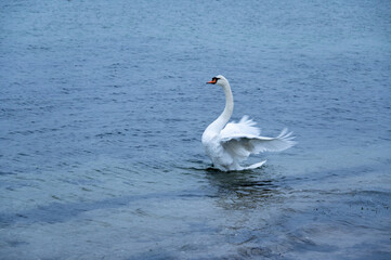 Schwan auf dem Meer