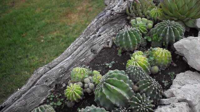 Cactus diversos en un tronco de madera con tierra estilo meseta 