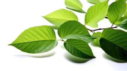 Vibrant Green Leaves on a White Background: A Botanical Close-Up