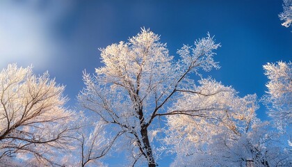 close up at tree branches with hoarfrost in the winter