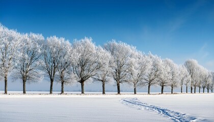 Fototapeta premium frosty line of trees on snowy fields