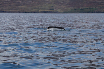 Fototapeta premium Majestic Whale Tail Emerging from the Ocean in Icelandic Waters