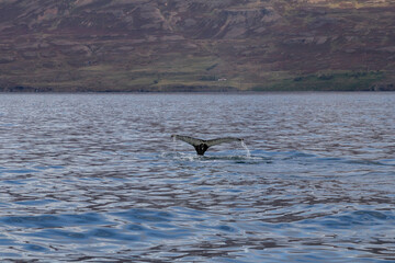Naklejka premium Majestic Whale Tail Emerging from the Ocean in Icelandic Waters