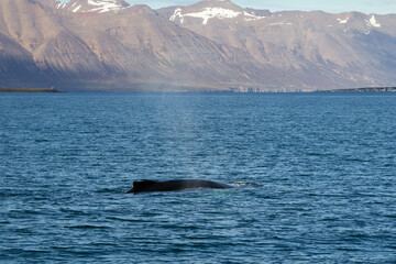 A whale's back emerges from the water, creating a fountain in Iceland