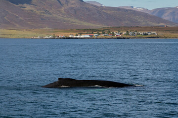 A whale's back breaks the surface of the water in Iceland