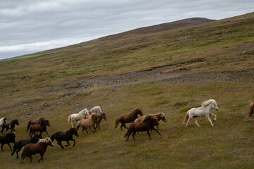 A group of horses running freely across the Icelandic landscape