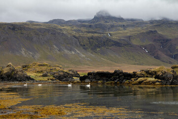 Fototapeta premium Elegant swans glide on a river with a stunning mountain backdrop in Iceland