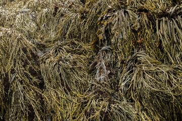 Seaweed stretches across the black sands of Djúpalónssandur beach in Iceland