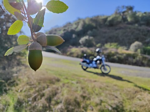 Nature Meets the Open Road - Acorns in Focus with Motorcycle in the Background
