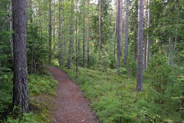 Obraz premium Nuuksio National Park