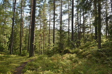 Nuuksio National Park