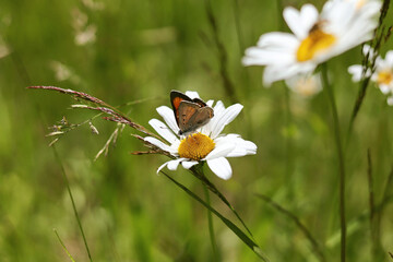 Natural summer background with wild flowers and a butterfly on a bright green meadow.
