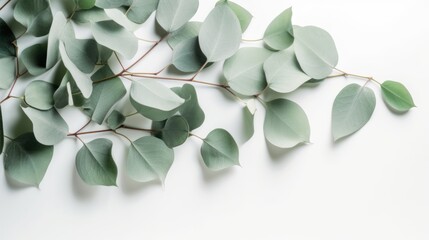 Eucalyptus Leaves on White Background: A Minimalist Botanical Image