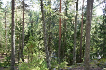 Naklejka premium Nuuksio National Park