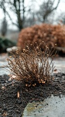 Dry and Wilted Plant in Early Spring with Brown Leaves and Soil Surrounded by Blurry Greenery in Background, Capturing the Essence of Nature's Resilience and Fragility