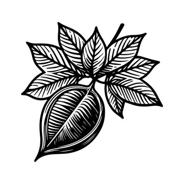 Simple Vector Icon of a Totumo and Seeds &ndash; Logo Design Illustration