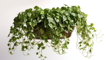 Obraz premium A Stunning Hanging Plant of Heartleaf Philodendron 'Brasil', showcasing its vibrant green foliage with hints of silver variegation, adding a touch of nature's elegance to any space.