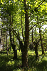 Obraz premium the park in Tskaltubo