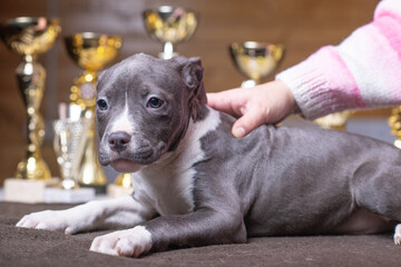 Portrait of a beautiful young purebred Staffordshire Terrier puppy in the studio.