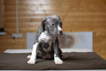 Portrait of a beautiful young purebred Staffordshire Terrier puppy in the studio.
