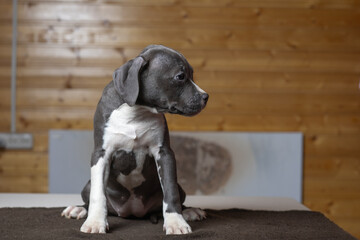 Portrait of a beautiful young purebred Staffordshire Terrier puppy in the studio.
