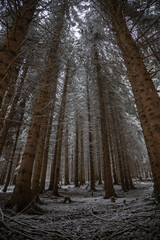 Winterwald von unten