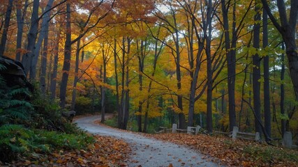 Obraz premium Camino curvo en un entorno boscoso, rodeado de vegetación verde y luz solar suave con árboles